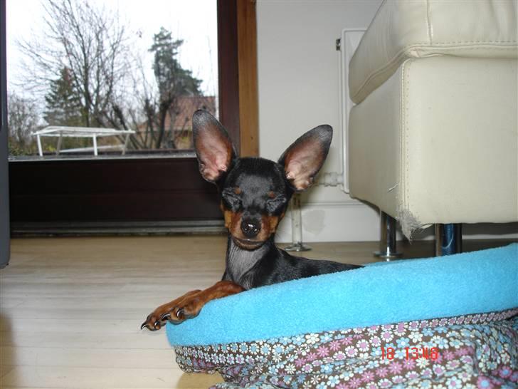 Prazsky krysarik Mickey billede 2