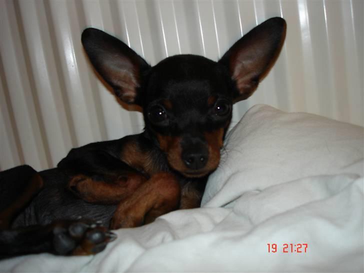 Prazsky krysarik Mickey billede 3