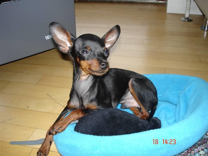 Prazsky krysarik Mickey billede 4