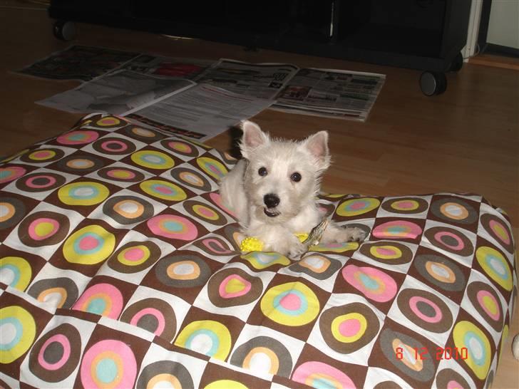 West highland white terrier Bellis - Bellis der guffer sild.. billede 2