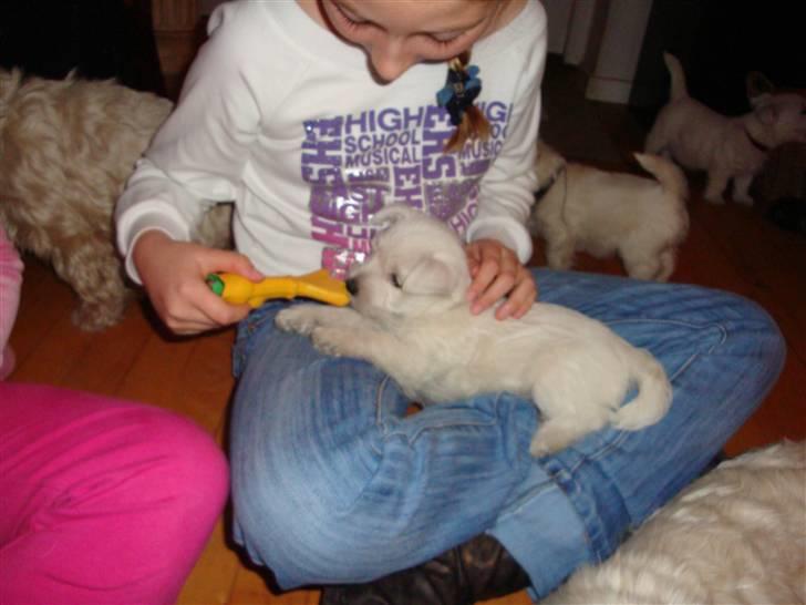 West highland white terrier Bellis - Bellis leger med Vores ældste datter billede 9