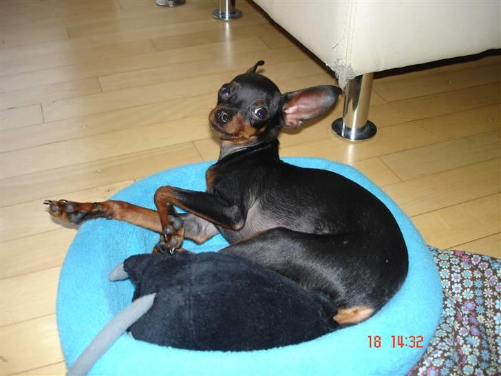 Prazsky krysarik Mickey billede 5