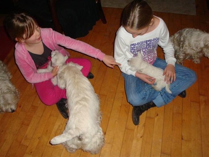 West highland white terrier Bellis - Bellis med vores datter i højre side og en af hendes søskende med vores anden datter billede 11