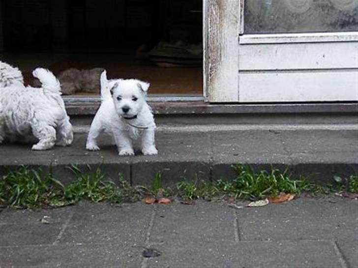West highland white terrier Bellis - Bellis ude i den stooore verden (Gittes have haha) for første gang. billede 12