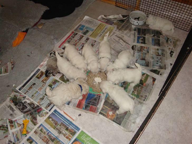 West highland white terrier Bellis - Så skal der spises.. bare en skam alle hvalpe var så trætte efter leg at de kanp gad snuse til maden hihi billede 10