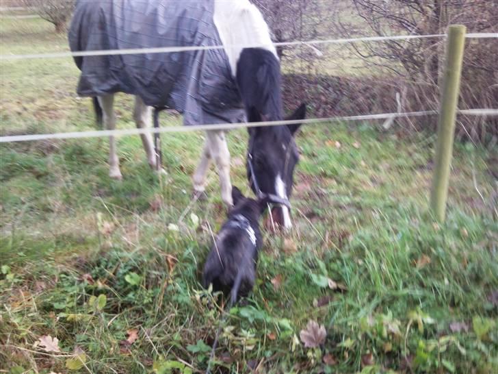 Fransk bulldog Wilma - på besøg hos hesten billede 7