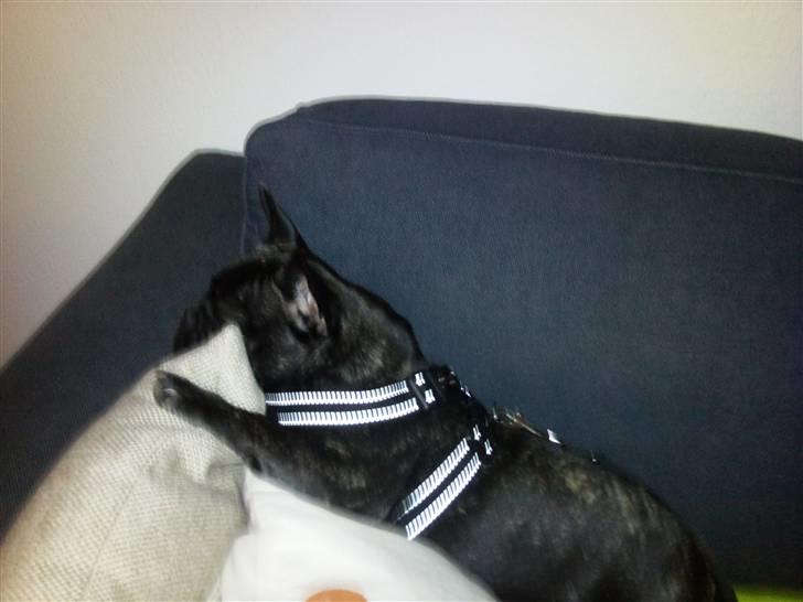 Fransk bulldog Wilma - jeg gider ikke gå tur nu billede 8