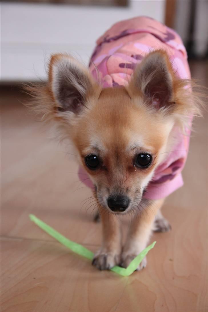 Chihuahua Paris billede 20