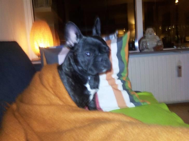 Fransk bulldog Wilma - sofahygge..... billede 9