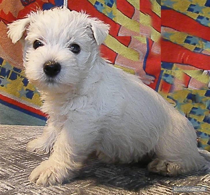 West highland white terrier Bellis - Bellis 19 nov. 2010 på trimmebordet hos Gitte billede 13