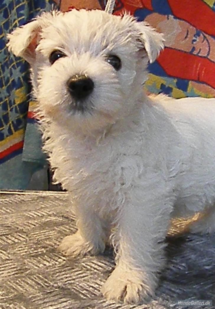 West highland white terrier Bellis - Som hun ser ud d. 19 nov 2010 billede 15