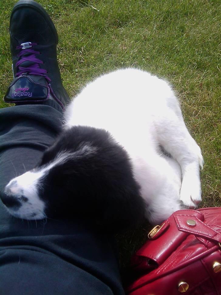 Blanding af racer Ziva billede 3