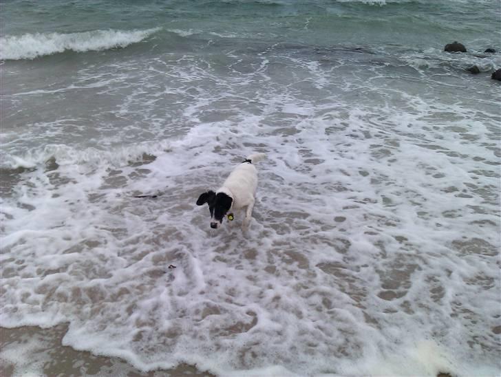 Blanding af racer Ziva billede 4