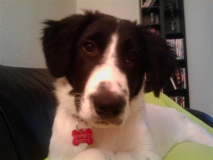 Blanding af racer Ziva billede 5