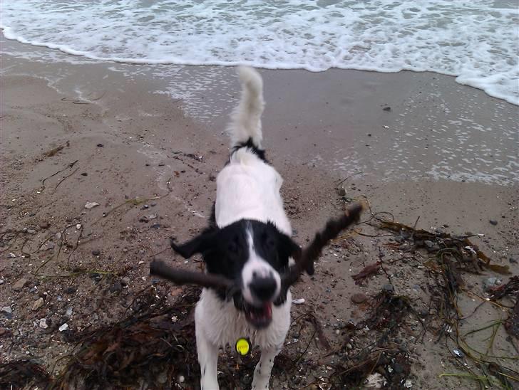 Blanding af racer Ziva billede 6