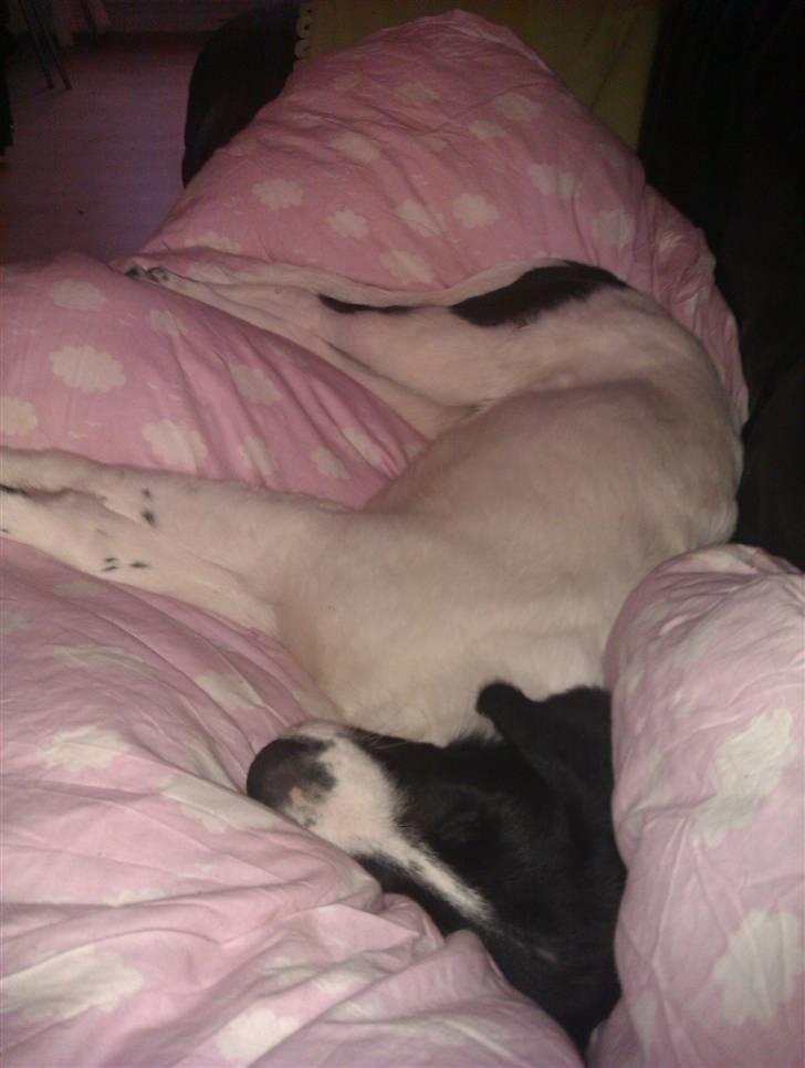 Blanding af racer Ziva billede 7