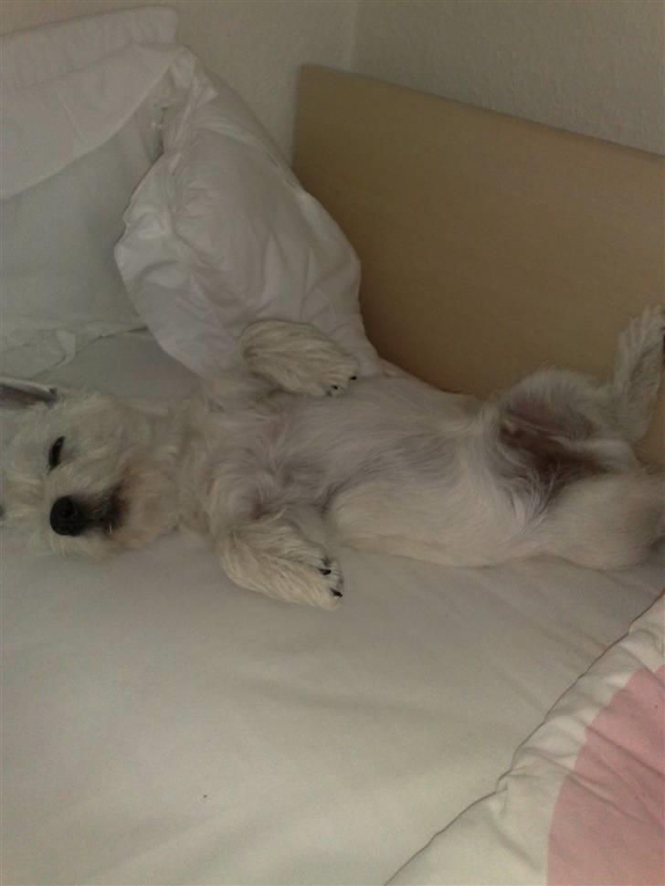 West highland white terrier Matchmaker (Felix) billede 15