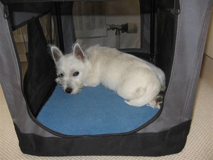 West highland white terrier Matchmaker (Felix) billede 16