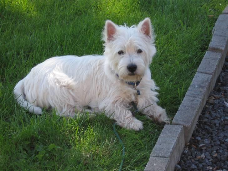 West highland white terrier Matchmaker (Felix) billede 17