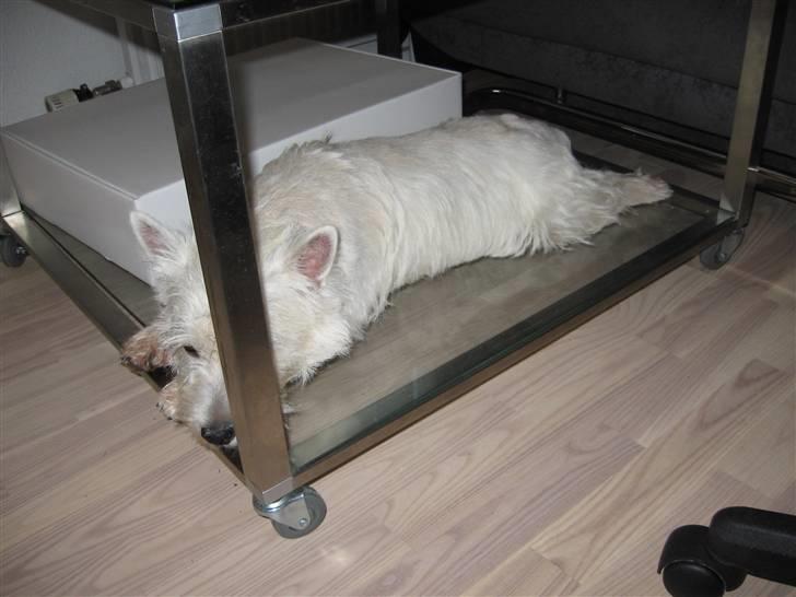 West highland white terrier Matchmaker (Felix) - Felix er gået under bordet ;P billede 18