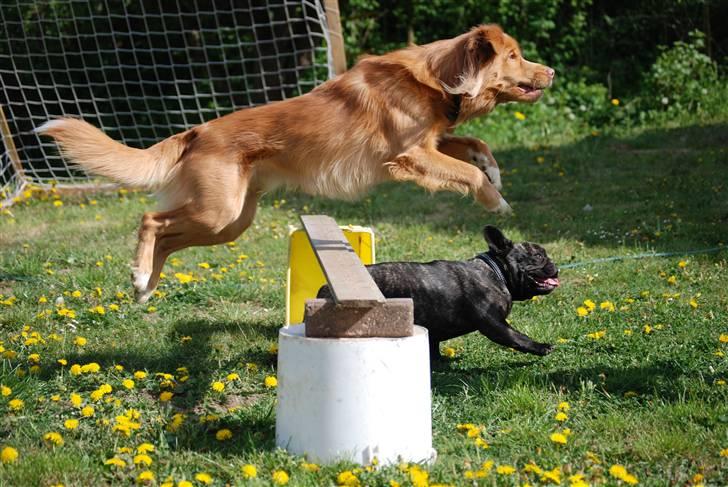 Nova scotia duck tolling retriever Dino - begge hunde under/over på samme tid :) billede 15
