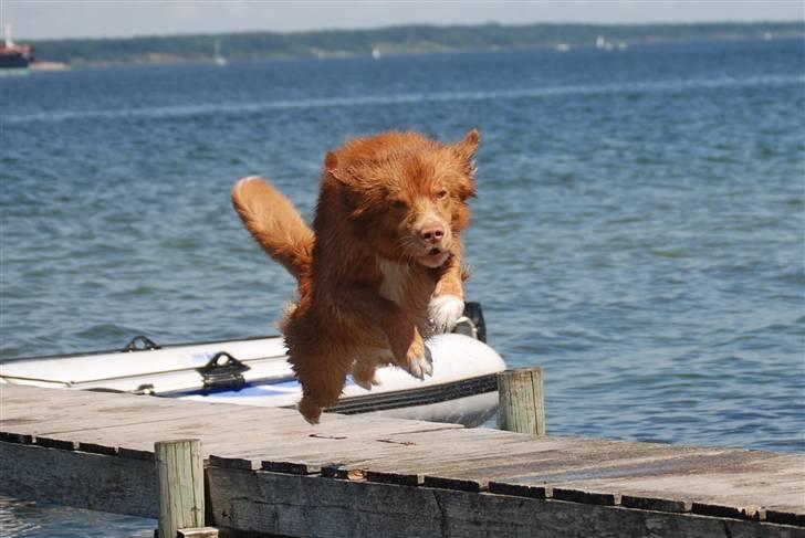 Nova scotia duck tolling retriever Dino - Dino hopper fra broen :D billede 16