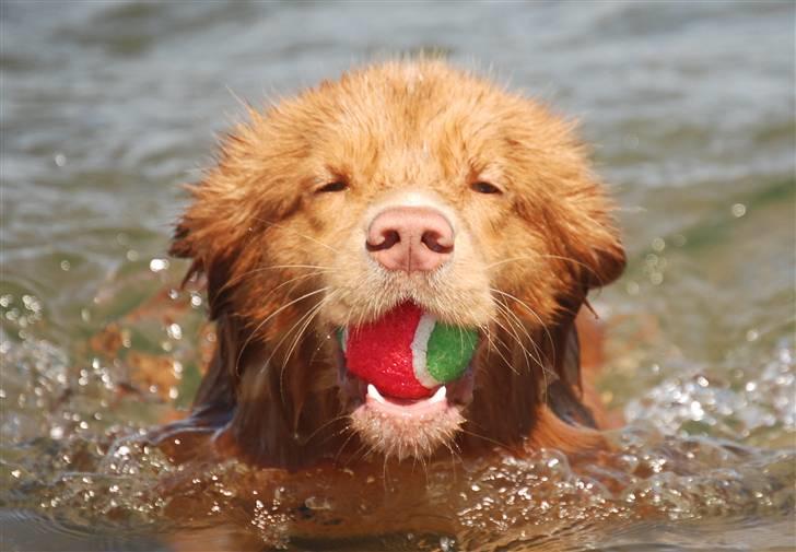 Nova scotia duck tolling retriever Dino - Jaah bold :D billede 17