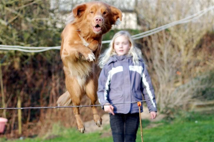 Nova scotia duck tolling retriever Dino - hopper ;) billede 18