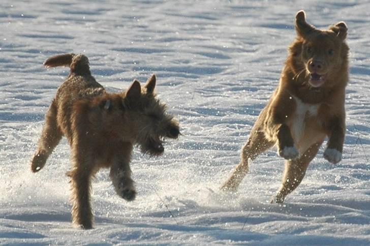 Nova scotia duck tolling retriever Dino - juuubiii sne og hundeleg ka´ det blive bedre?? :D billede 19