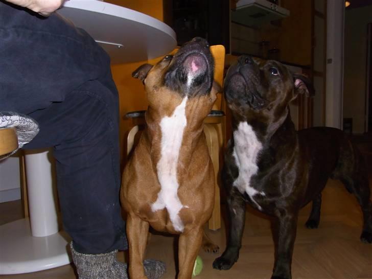 Staffordshire bull terrier Luke - Luke og Wilma billede 16