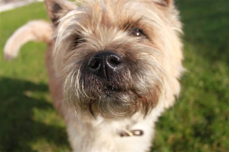 Cairn terrier Sweet Beauty Holger   - tja, man kan vel godt ha´ en dårlig foto dag? :-) billede 9