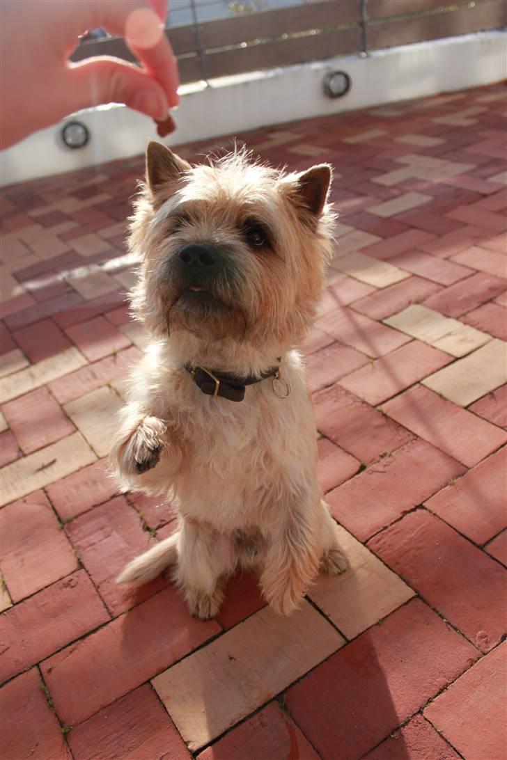 Cairn terrier Sweet Beauty Holger   - gi´ pote :-) billede 10