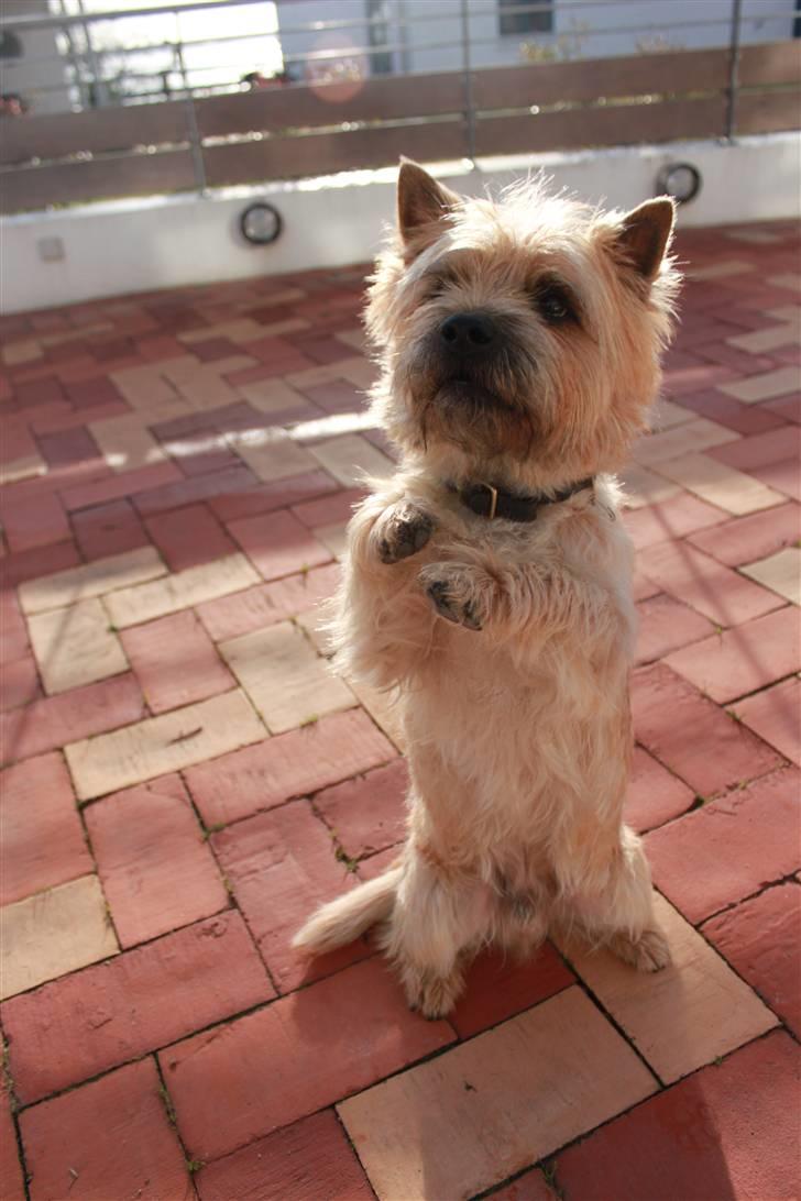 Cairn terrier Sweet Beauty Holger   billede 11