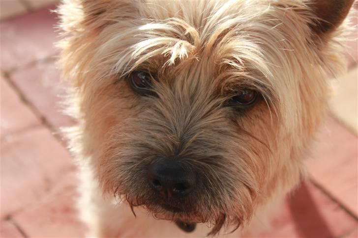 Cairn terrier Sweet Beauty Holger   billede 12