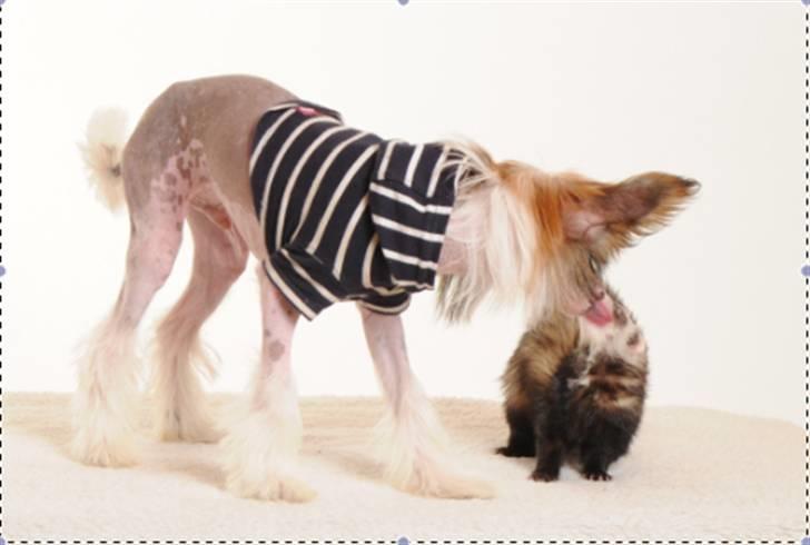Chinese crested hårløs Monty skinhead vonGrimbak billede 6
