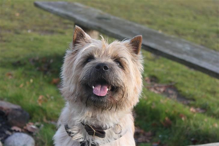 Cairn terrier Sweet Beauty Holger   billede 13