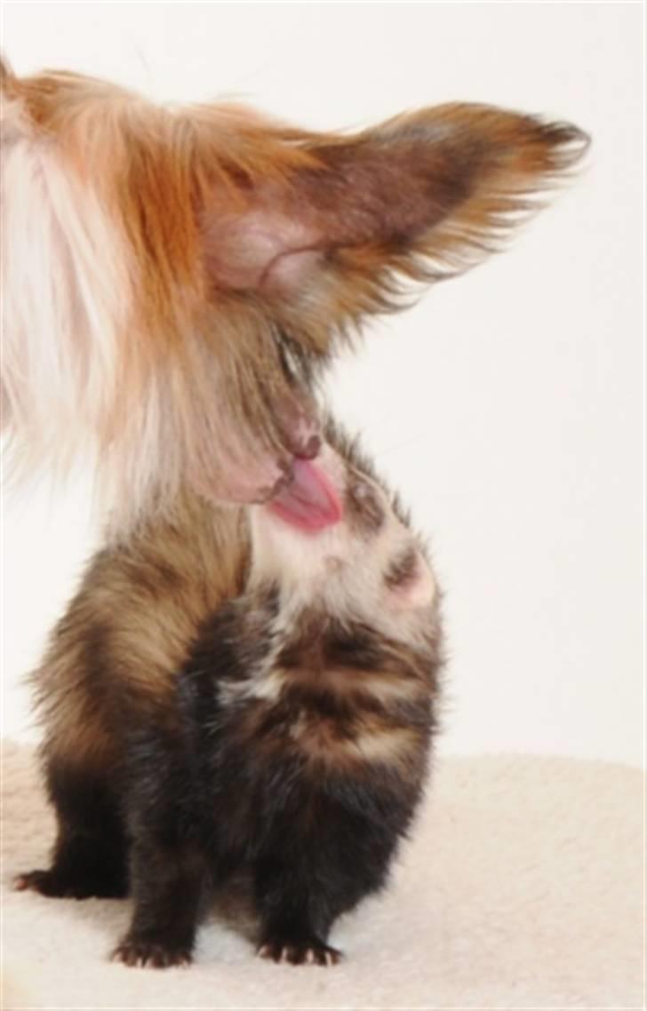 Chinese crested hårløs Monty skinhead vonGrimbak billede 7