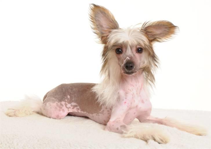 Chinese crested hårløs Monty skinhead vonGrimbak billede 8
