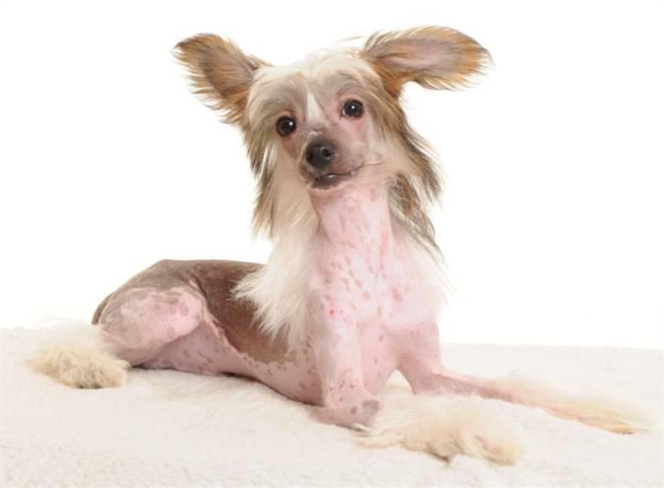Chinese crested hårløs Monty skinhead vonGrimbak billede 9