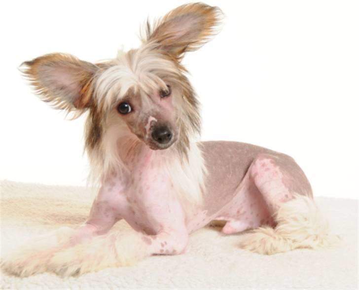 Chinese crested hårløs Monty skinhead vonGrimbak billede 10