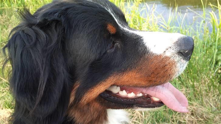 Berner sennenhund Bine billede 1