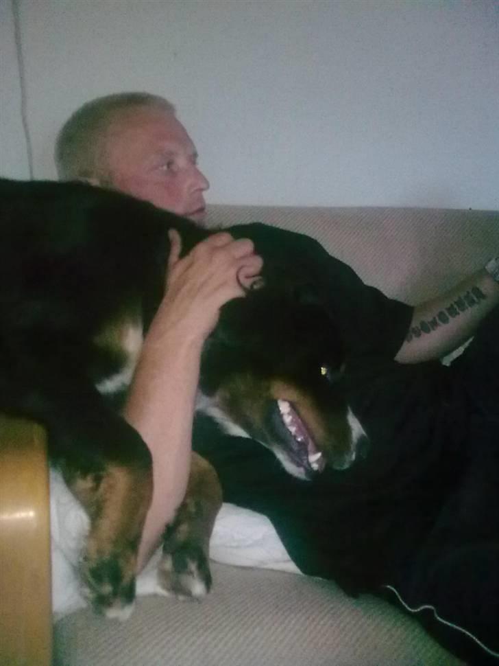 Berner sennenhund Bine billede 2