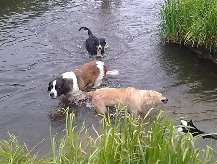 Berner sennenhund Bine billede 3