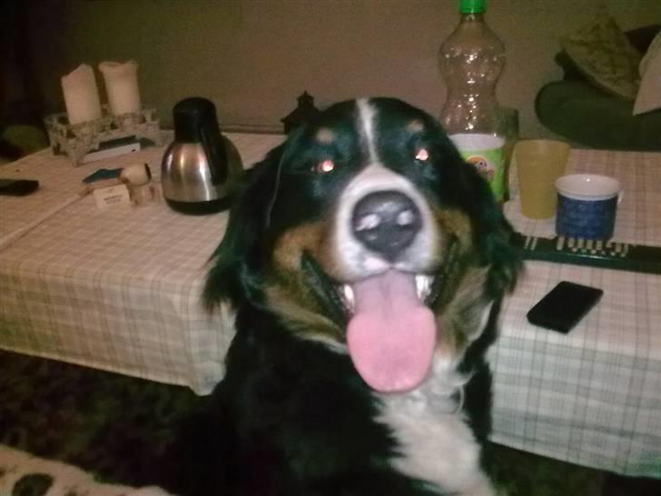 Berner sennenhund Bine billede 4