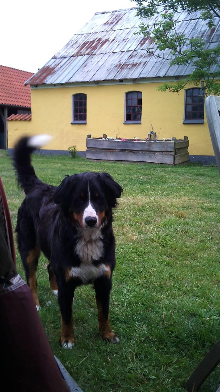 Berner sennenhund Bine billede 5