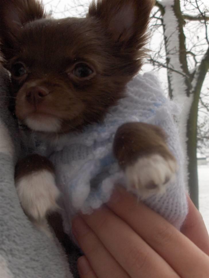 Chihuahua Anakin billede 1