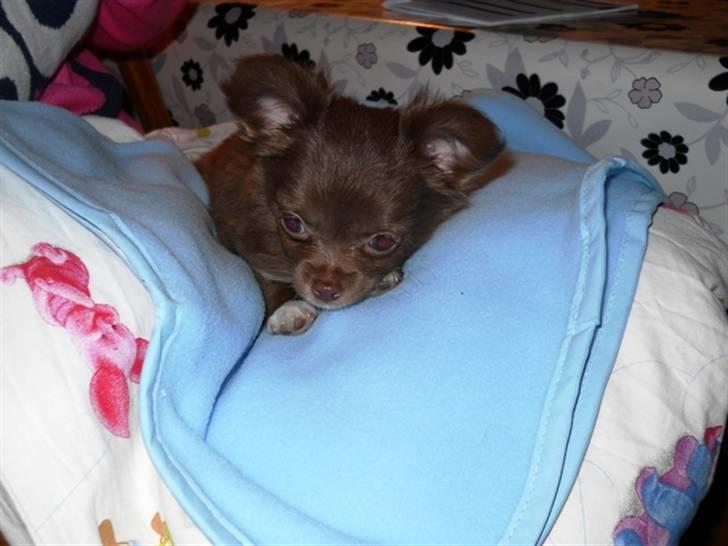 Chihuahua Anakin billede 2