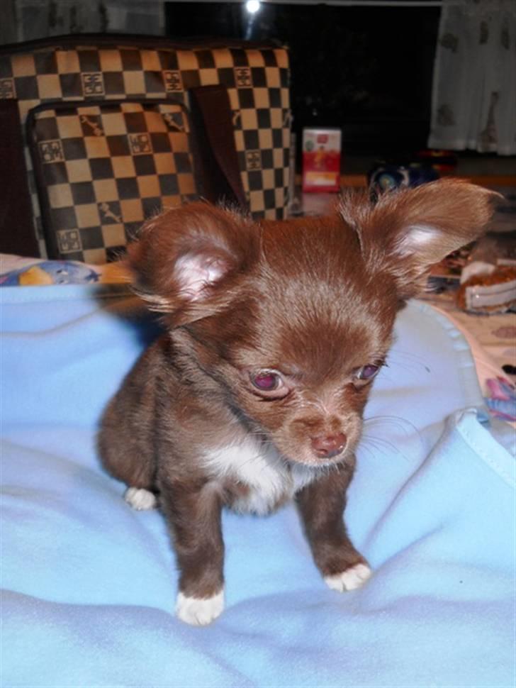 Chihuahua Anakin billede 3