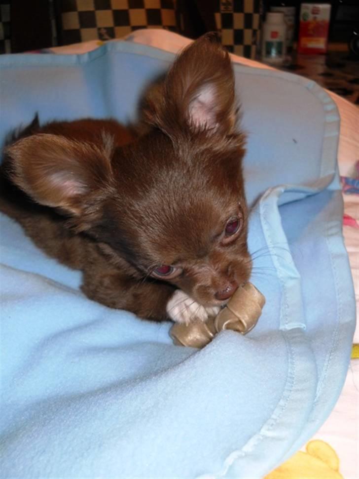 Chihuahua Anakin billede 4