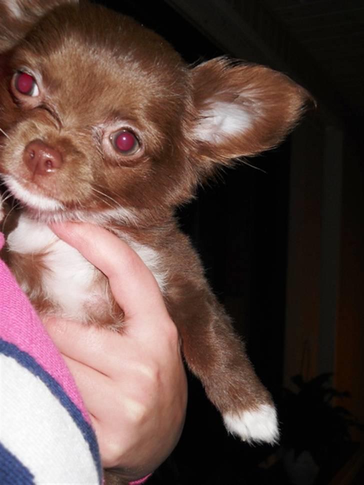 Chihuahua Anakin billede 5